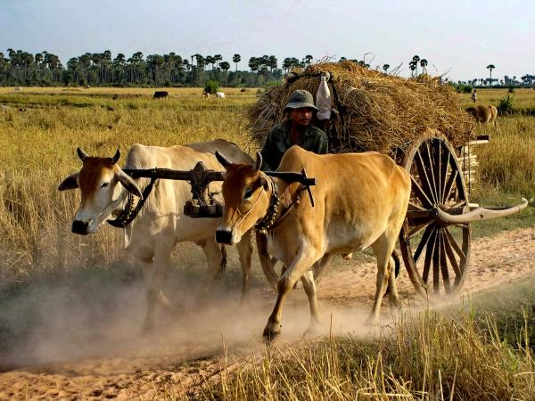 Family tour to Cambodia and Thailand