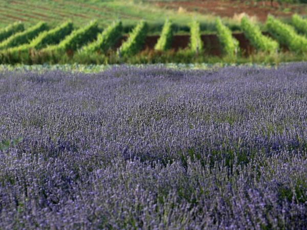 Istrian Peninsula self guided cycling holiday, Croatia