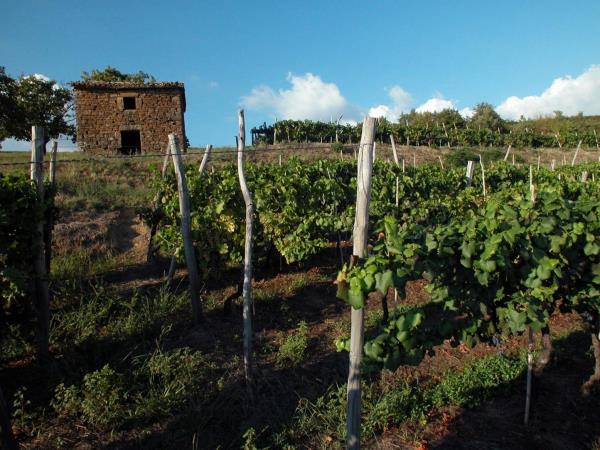 Istria self guided cycling holiday in Croatia