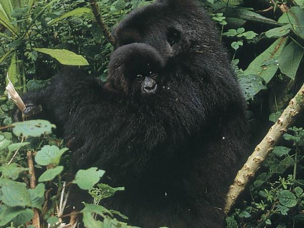 Holidays to Uganda