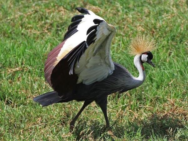 Holidays to Uganda
