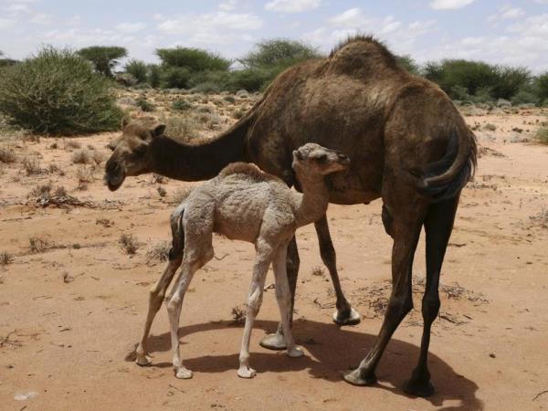 Somaliland cultural tour