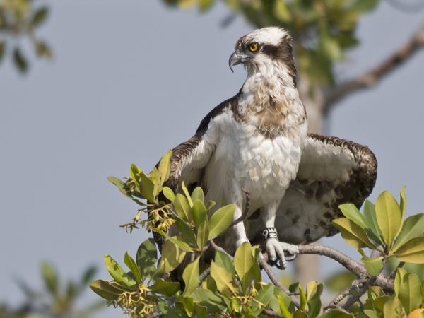 Gambia bird watching tours