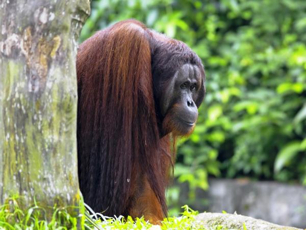Sarawak and Sabah holiday, tailor made