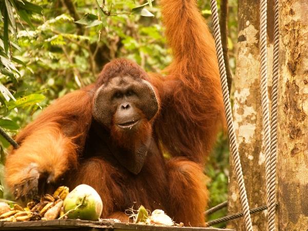 Highlights of Borneo group tour