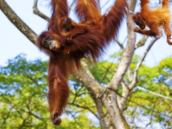 Highlights of Borneo group tour
