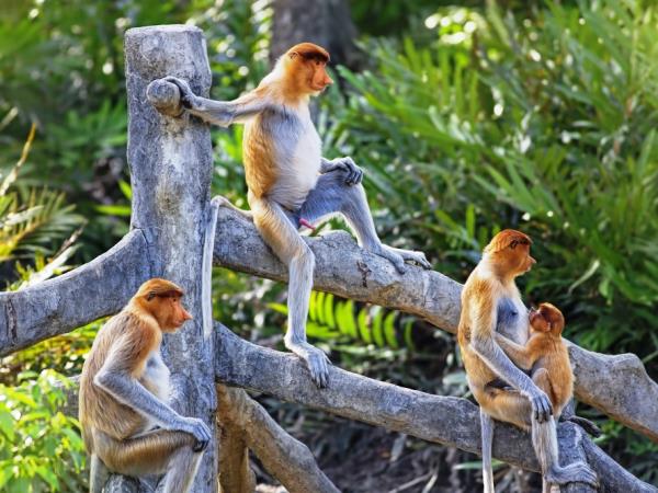 Highlights of Borneo group tour