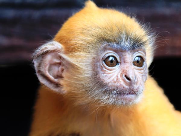 Highlights of Borneo group tour