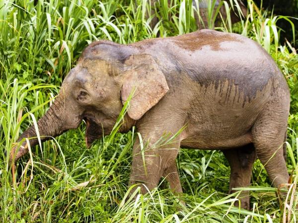 Highlights of Borneo group tour