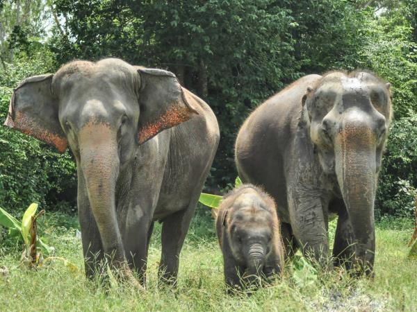 Elephant conservation holiday, Thailand