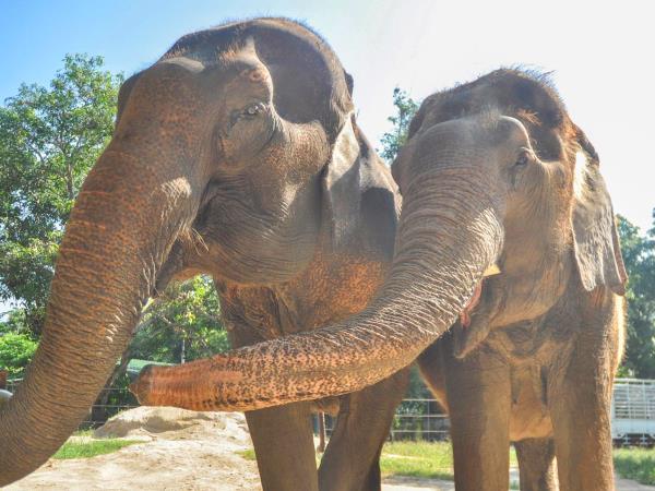 Elephant conservation holiday, Thailand