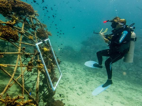 Marine conservation holiday in Thailand