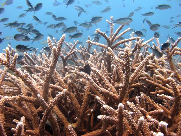 Marine conservation holiday in Thailand