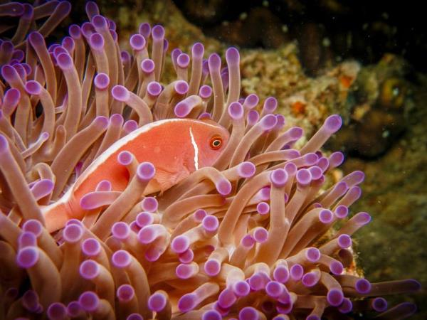 Marine conservation holiday in Thailand