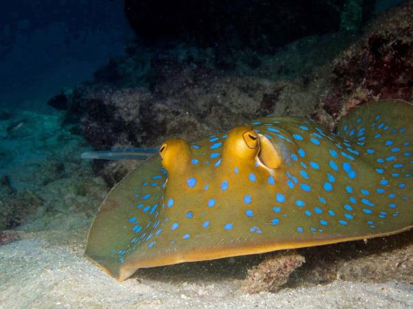 Marine conservation holiday in Thailand