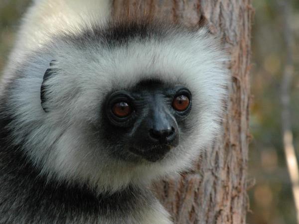Small group holidays to Madagascar