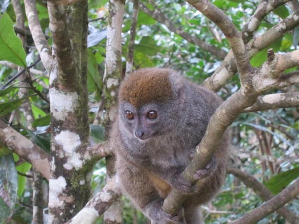 Small group holidays to Madagascar