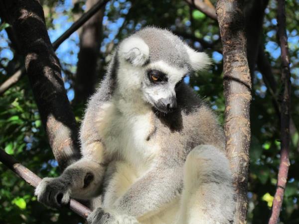 North Madagascar adventure and wildlife holiday