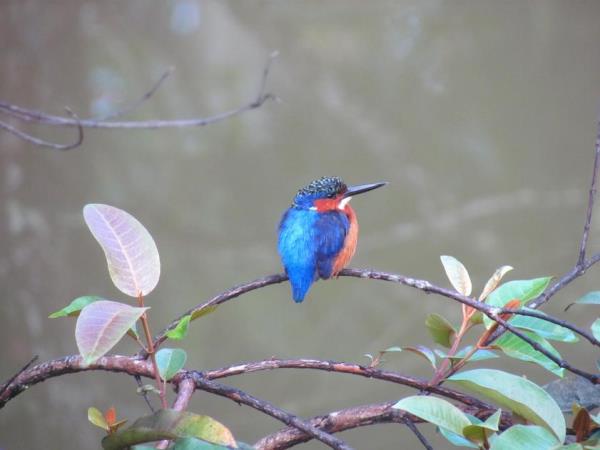 North Madagascar adventure and wildlife holiday