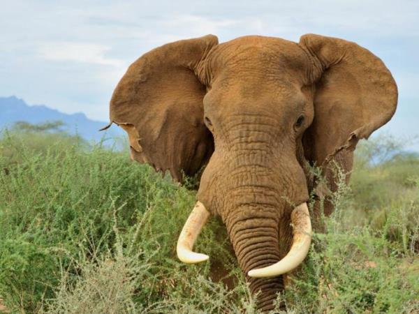 Northern Kenya discovery tour