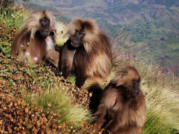 Ethiopia cultural holidays
