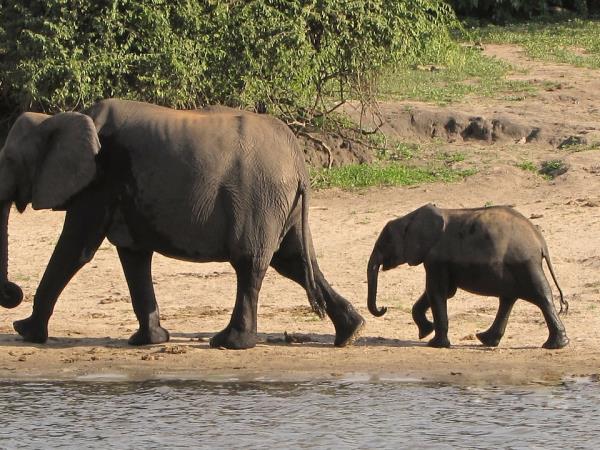 Luxury safari in Botswana