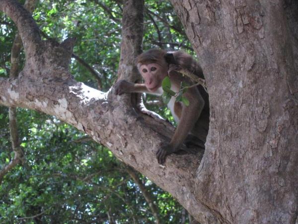 Sri Lanka holiday, northern discovery