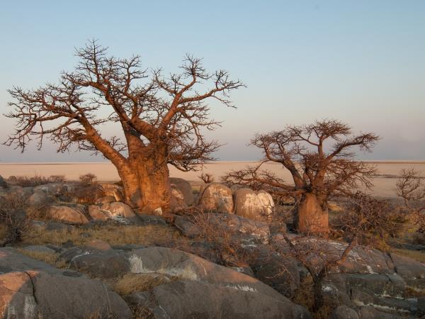 Luxury safari in Botswana