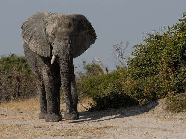 Botswana luxury safari with Victoria Falls