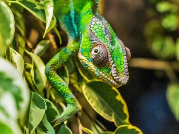 Madagascar tailor made tour