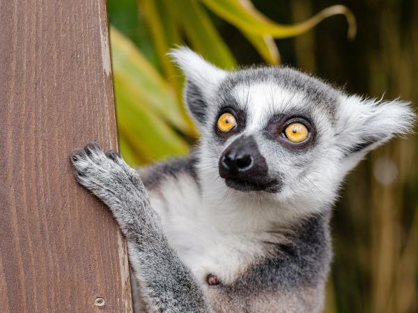 Madagascar tailor made tour