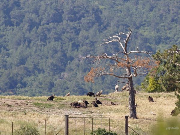 Birdwatching holiday in Greece
