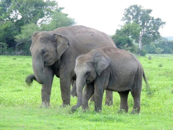 Elephant conservation holiday in Sri Lanka