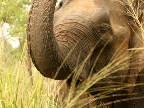 Elephant conservation holiday in Sri Lanka