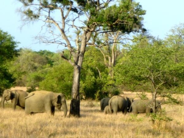 Elephant conservation holiday in Sri Lanka