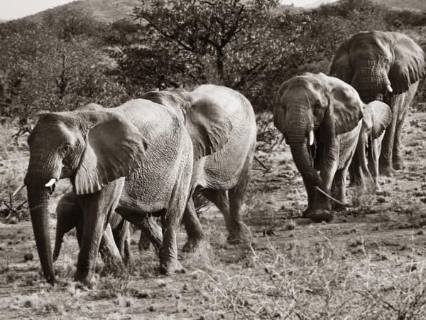 Elephant conservation volunteering in Namibia