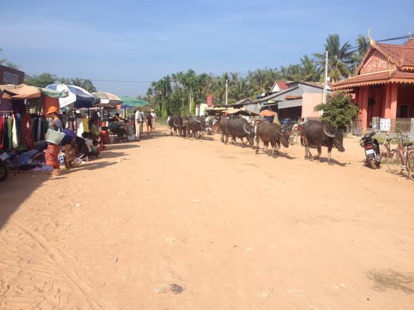 Cambodia family cycling holiday