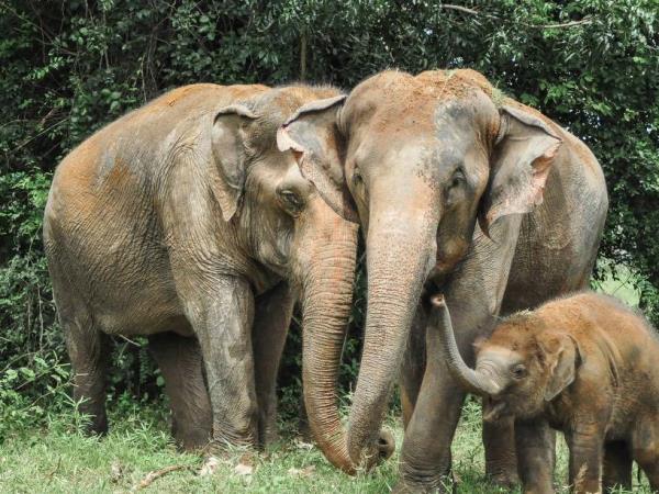 Elephant refuge volunteering in Thailand