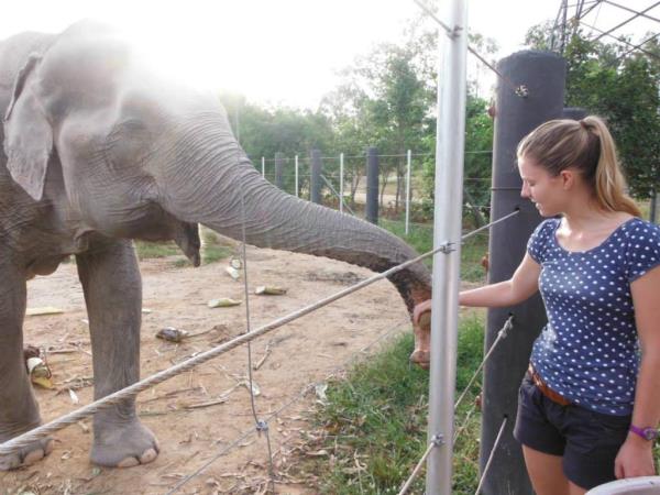 Elephant refuge volunteering in Thailand