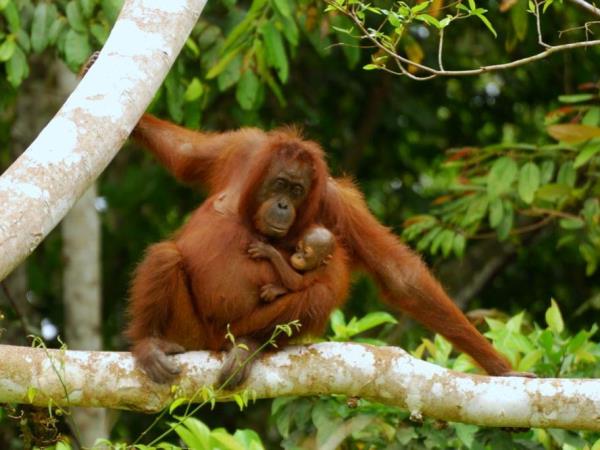 Family volunteering in Borneo