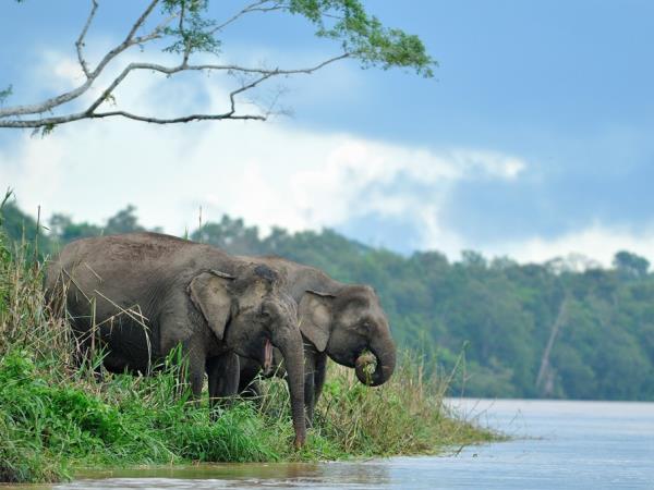 Family volunteering in Borneo