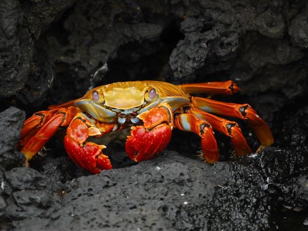 Galapagos and Ecuador small group holiday