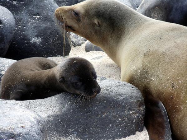Galapagos tailor made holidays