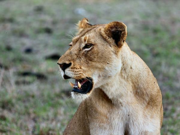 Kenya & Tanzania classic safari