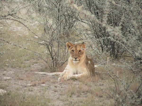 Namibia holidays, safari & desert discovery