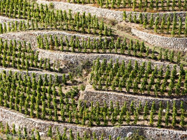 The Via Rhona cycling tour, Vienna to Montelimar