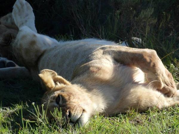South Africa game ranger course