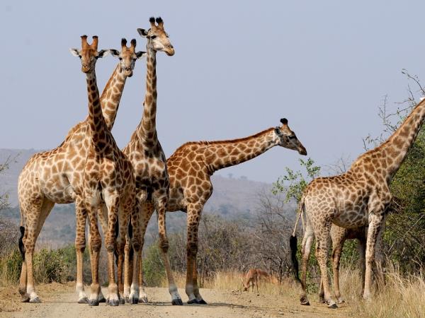 South Africa, Garden Route & safari holiday