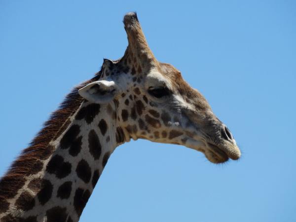 South Africa game ranger course