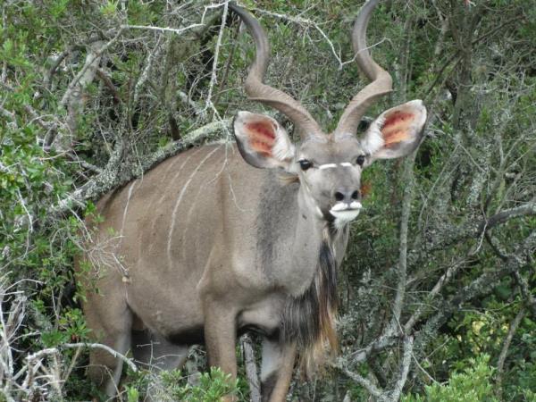 South Africa game ranger course